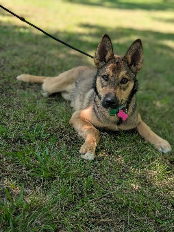 Bear, a Adoptable mixed breed in Berkeley Heights, NJ image 5/6
