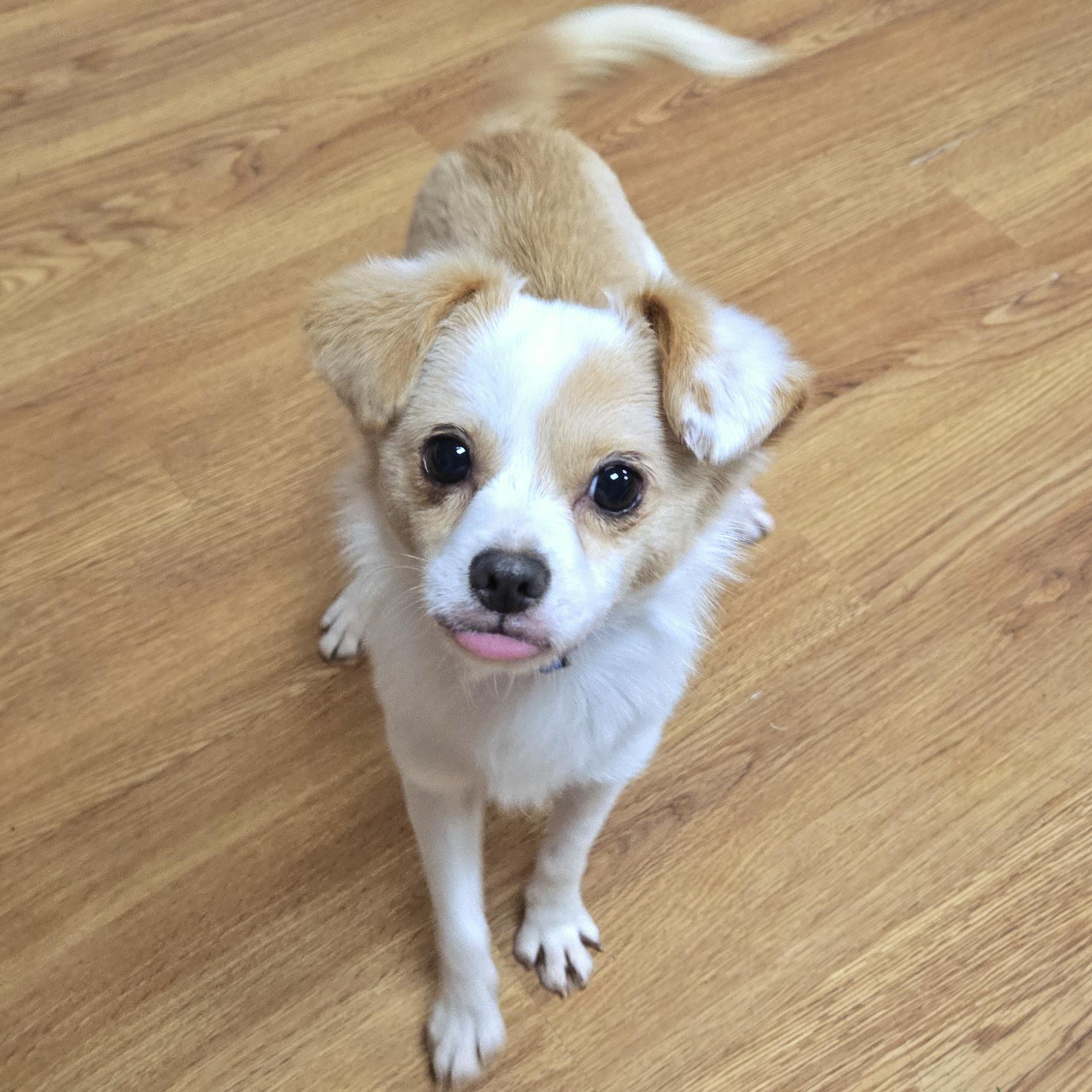 Enlarge Denji, a ADOPTABLE mixed breed in Eugene, OR image 1/3