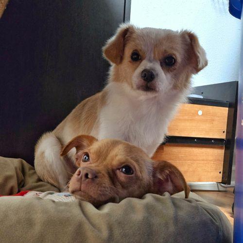 Enlarge Denji, a ADOPTABLE mixed breed in Eugene, OR image 3/3