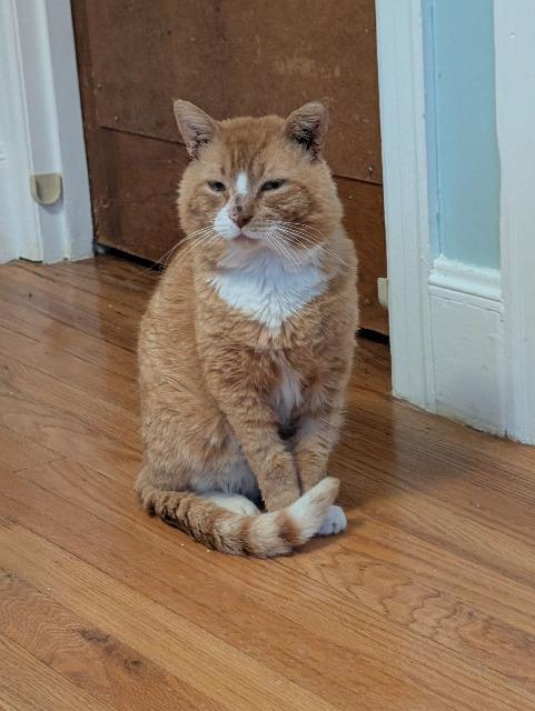 Robert Red-furred, Adoptable, Senior Male Domestic Short Hair.