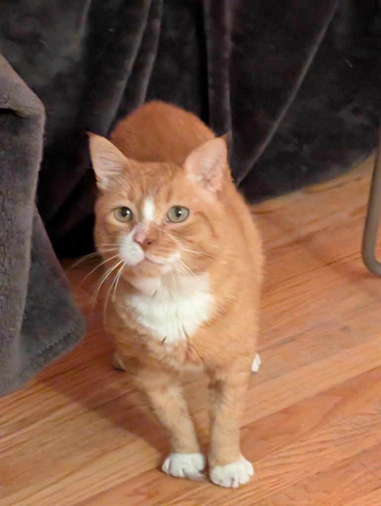 Enlarge Robert Red-furred, a Adoptable mixed breed in Pawtucket, RI image 3/6