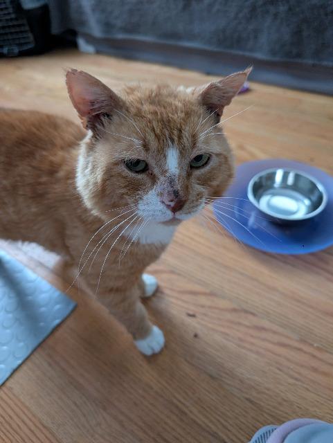 Enlarge Robert Red-furred, a Adoptable mixed breed in Pawtucket, RI image 2/4
