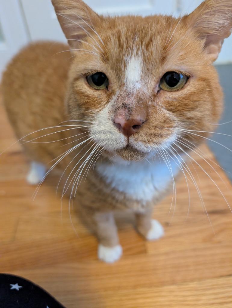 Enlarge Robert Red-furred, a Adoptable mixed breed in Pawtucket, RI image 4/6