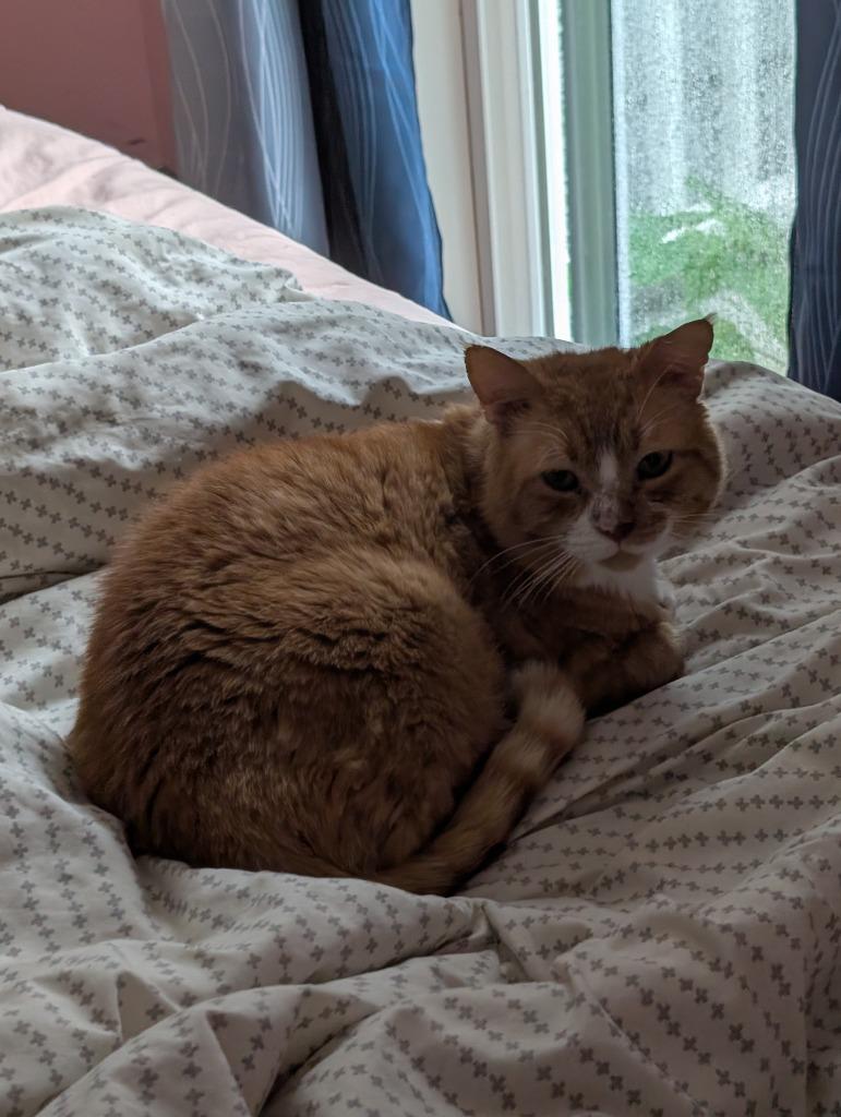 Enlarge Robert Red-furred, a Adoptable mixed breed in Pawtucket, RI image 6/6