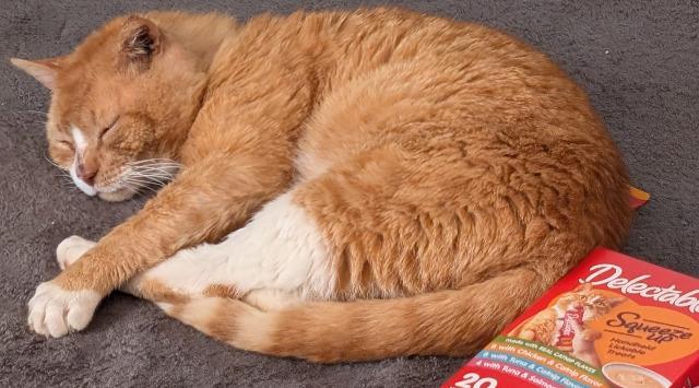 Enlarge Robert Red-furred, a Adoptable mixed breed in Pawtucket, RI image 3/4