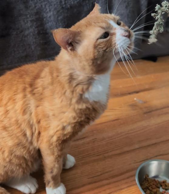 Enlarge Robert Red-furred, a Adoptable mixed breed in Pawtucket, RI image 4/4