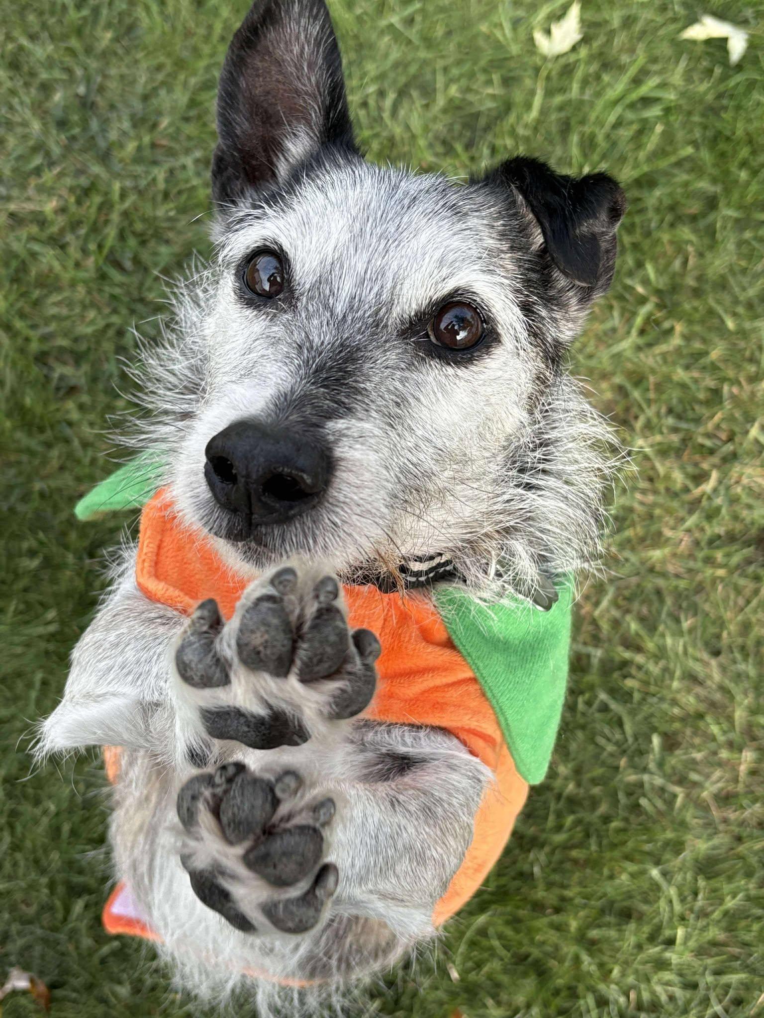 Frankie, a ADOPTABLE mixed breed in Tinley Park, IL image 3/6