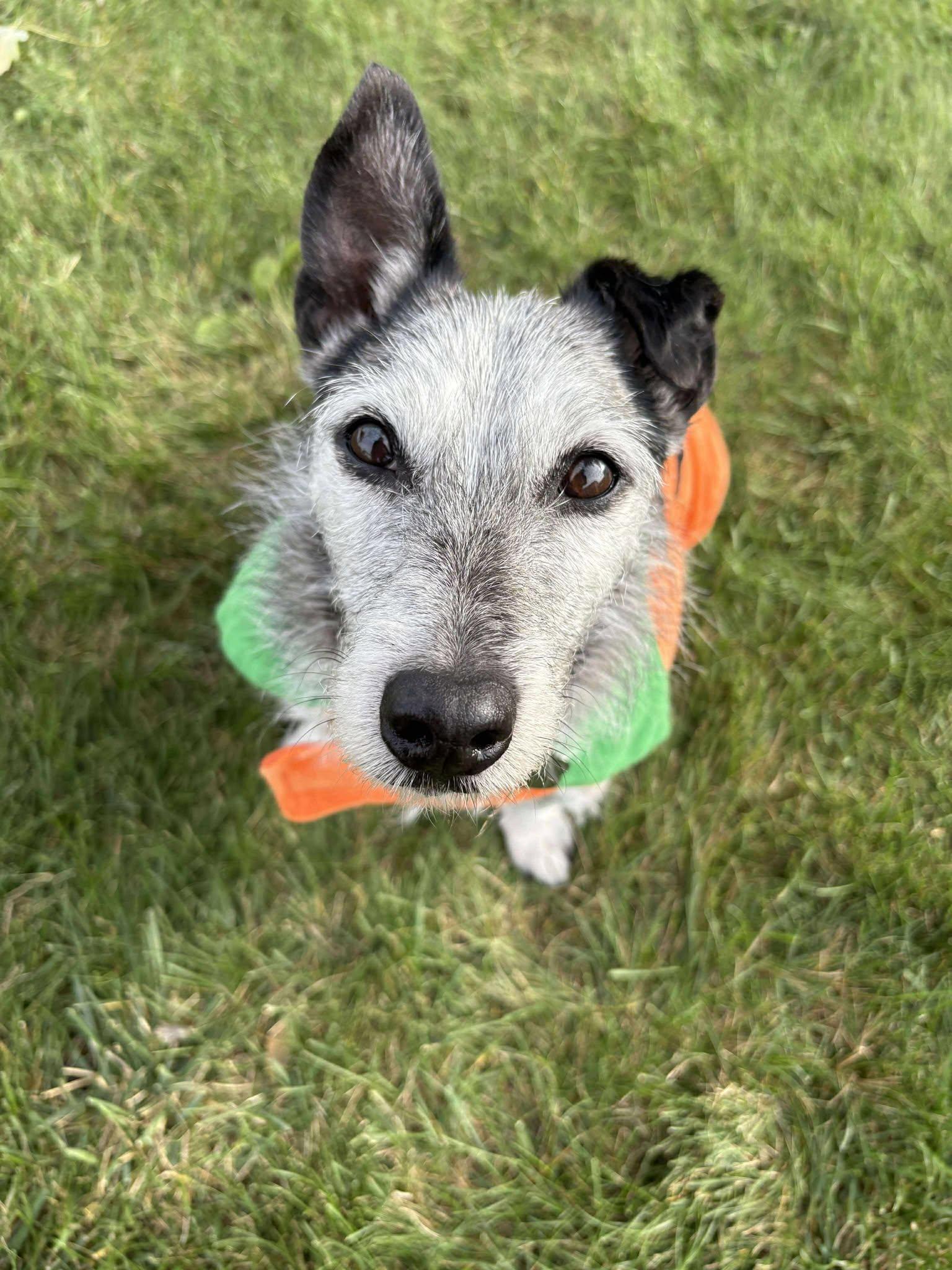 Frankie, ADOPTABLE, Senior Male Corgi & Miniature Schnauzer.
