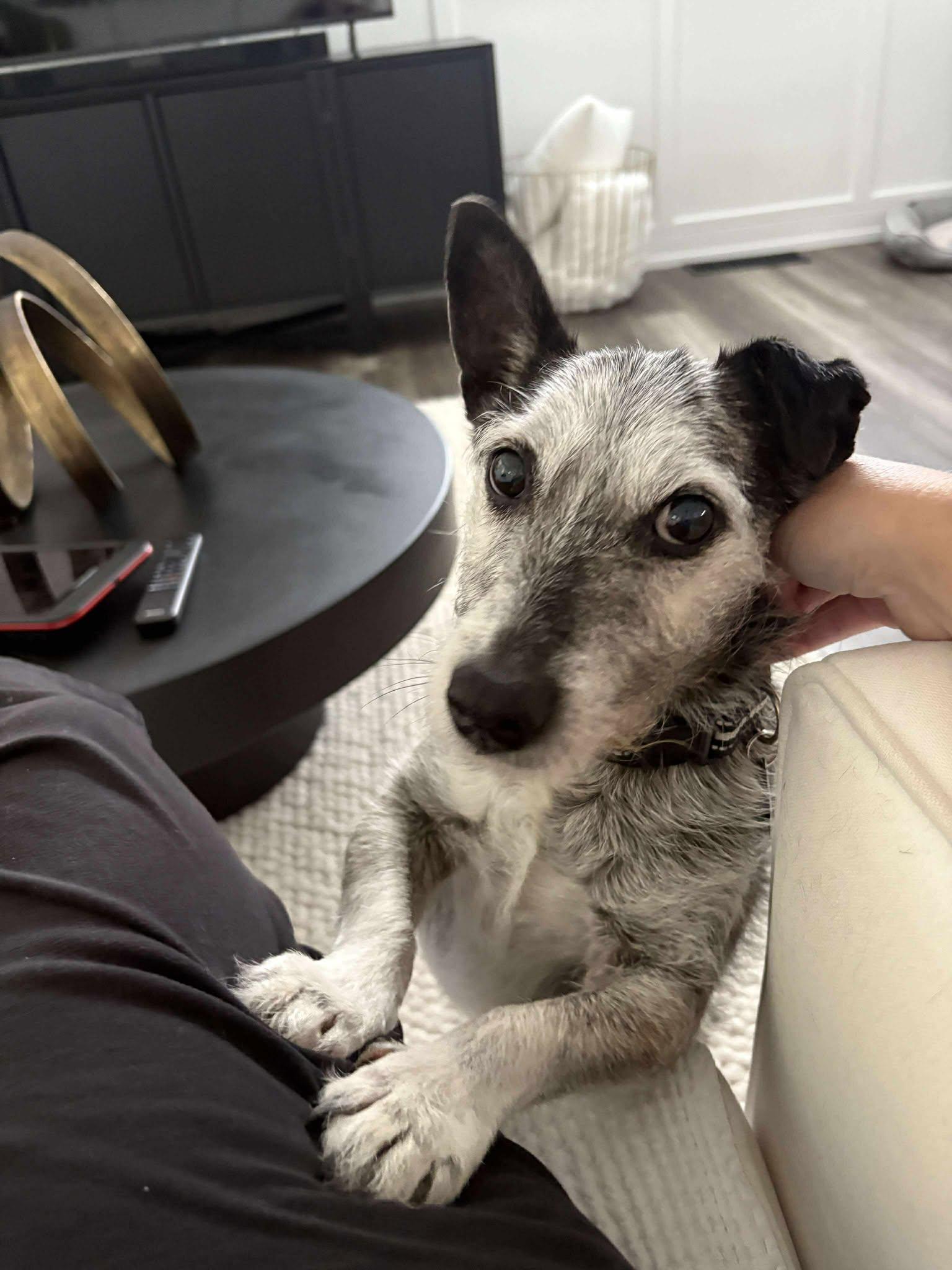 Frankie, a ADOPTABLE mixed breed in Tinley Park, IL image 4/6