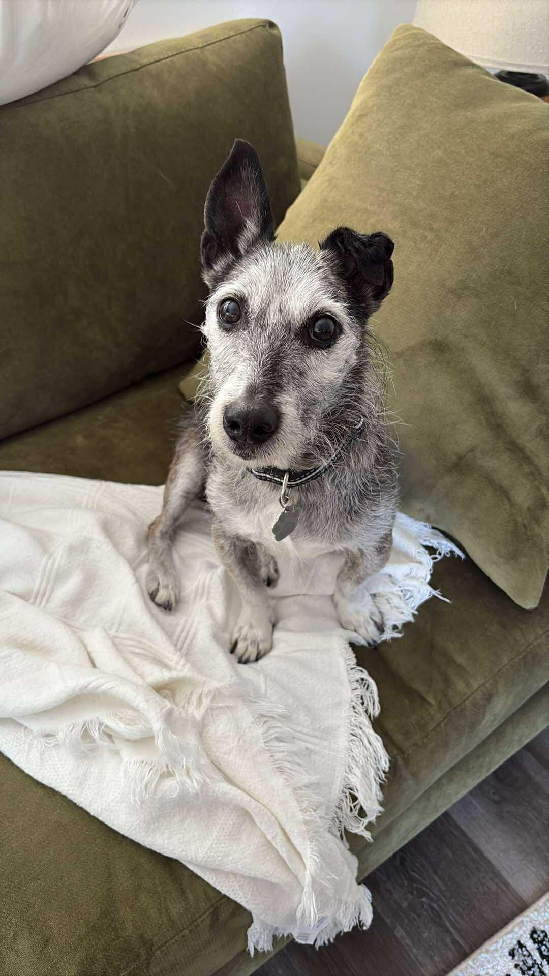 Frankie, a ADOPTABLE mixed breed in Tinley Park, IL image 2/6