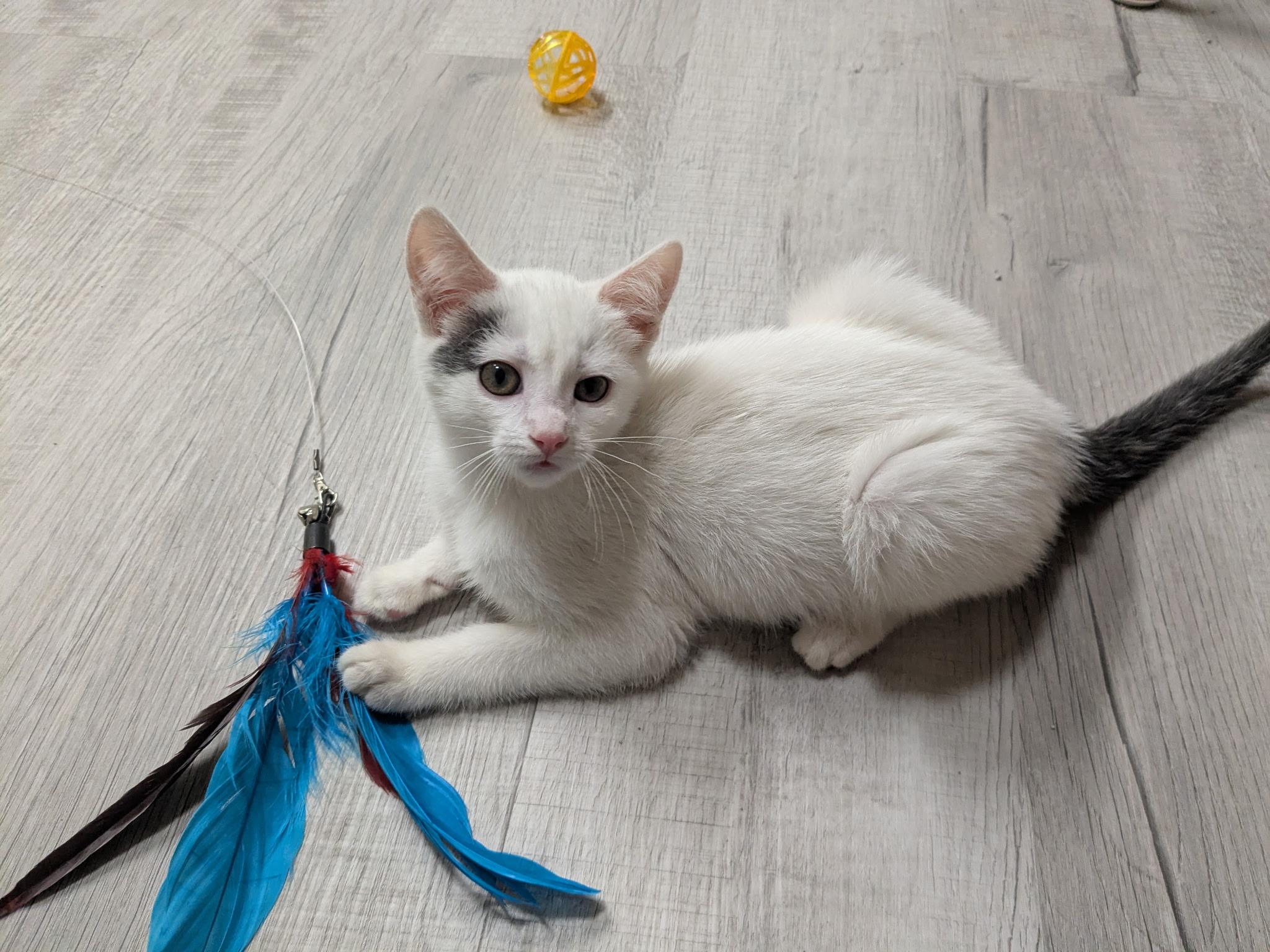 Enlarge Otter, a Adoptable Domestic Short Hair in Independence, OH image 2/3
