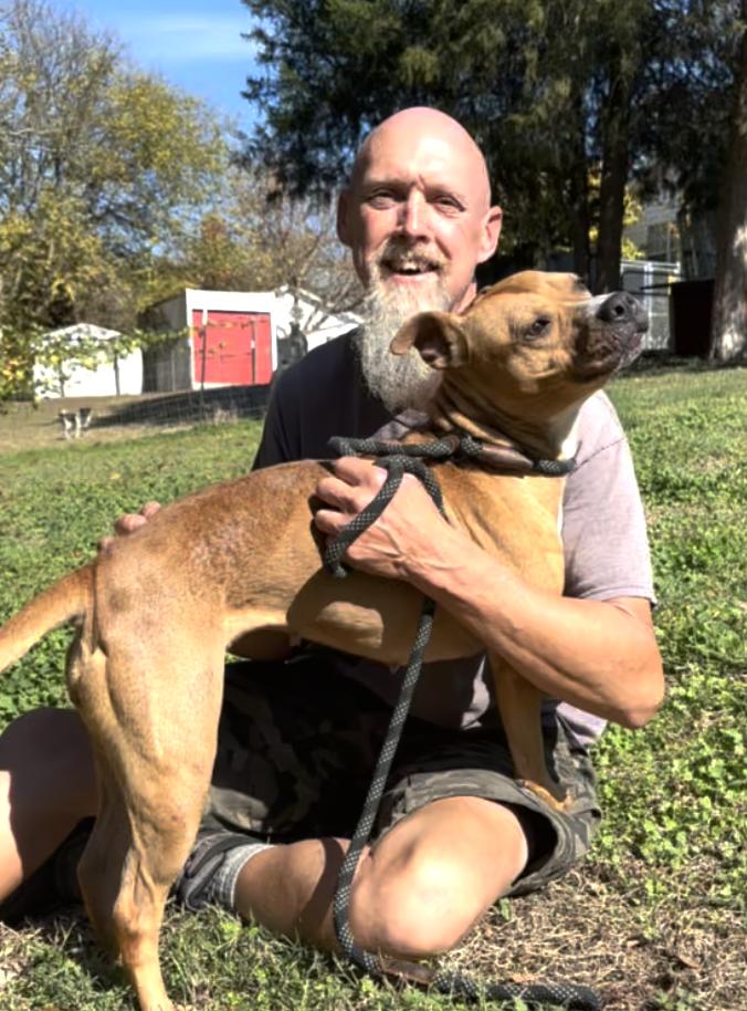 Sienna, Adoptable, Adult Female Pit Bull Terrier.