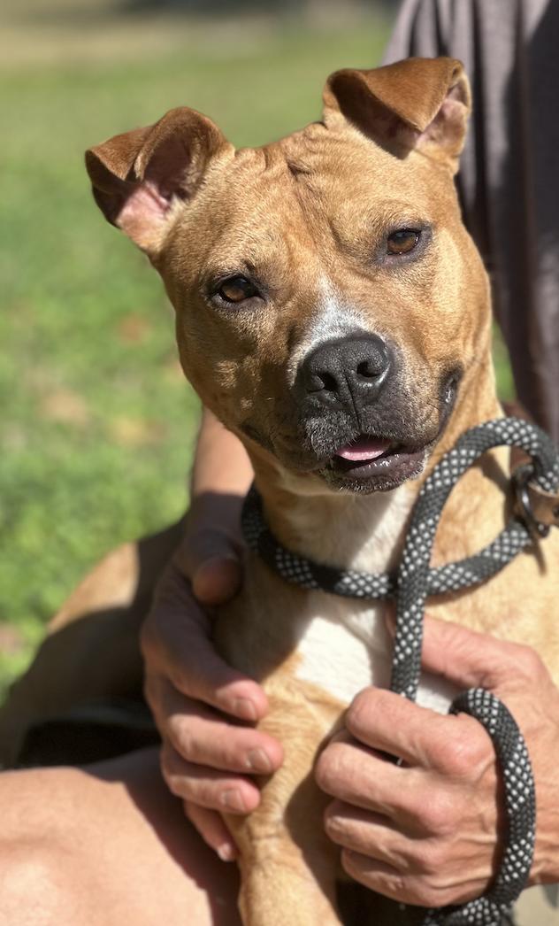 Sienna, Adoptable, Adult Female Pit Bull Terrier.