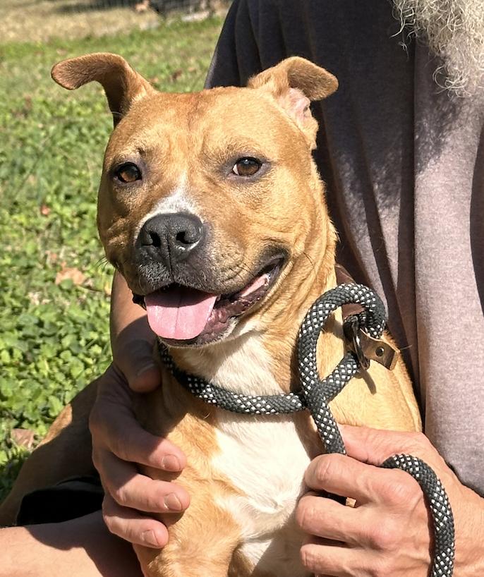 Sienna, Adoptable, Adult Female Pit Bull Terrier.