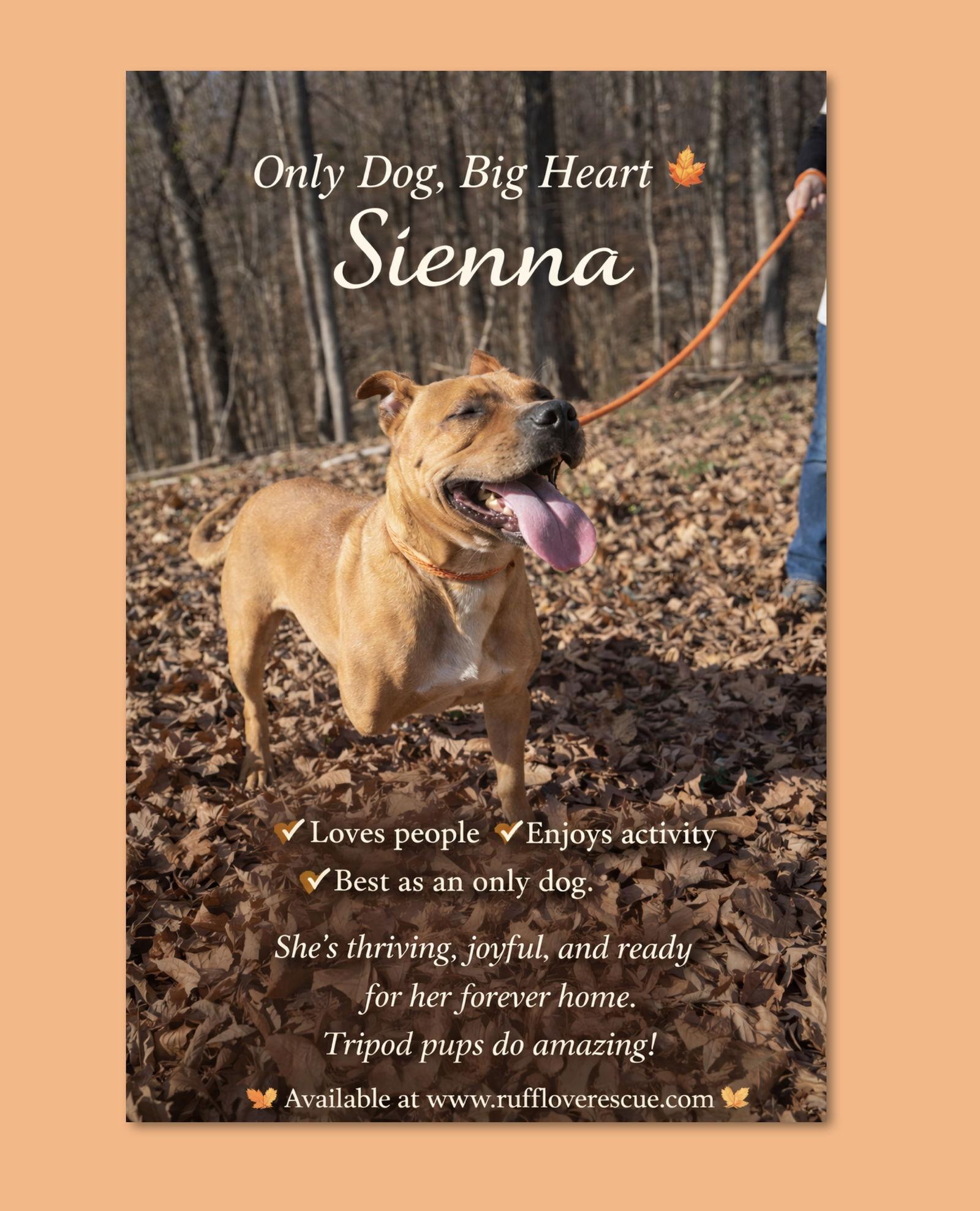 Sienna, a Adoptable Pit Bull Terrier in Thomasville, NC image 3/3
