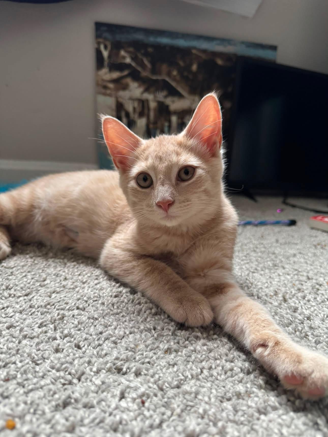 Enlarge Bert, a ADOPTABLE Domestic Short Hair in Elkton, MD image 3/6