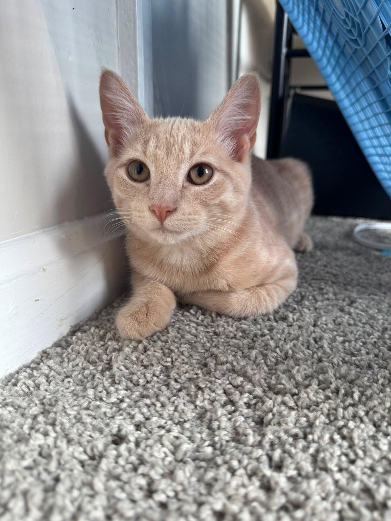Enlarge Bert, a ADOPTABLE Domestic Short Hair in Elkton, MD image 4/6