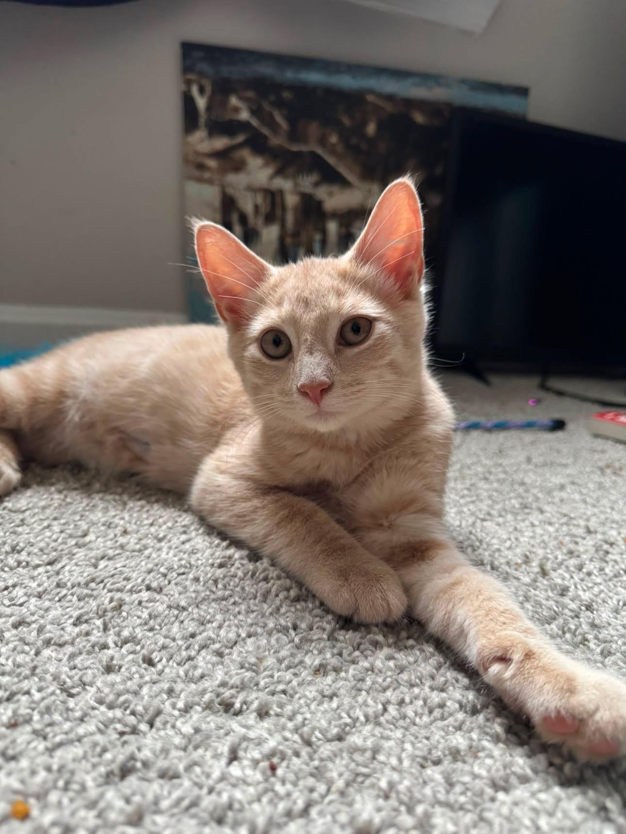 Enlarge Bert, a ADOPTABLE Domestic Short Hair in Elkton, MD image 5/6