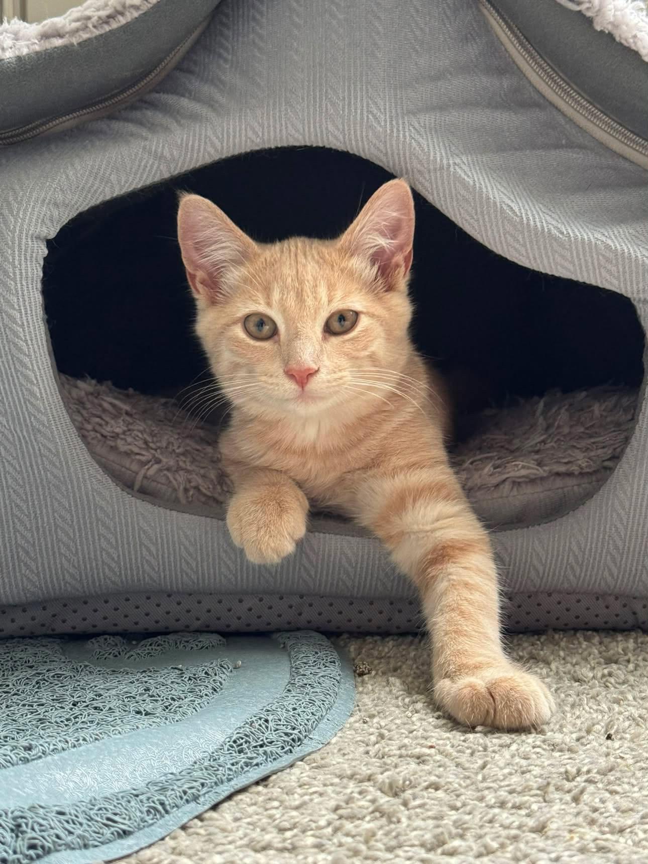 Enlarge Bert, a ADOPTABLE Domestic Short Hair in Elkton, MD image 2/6