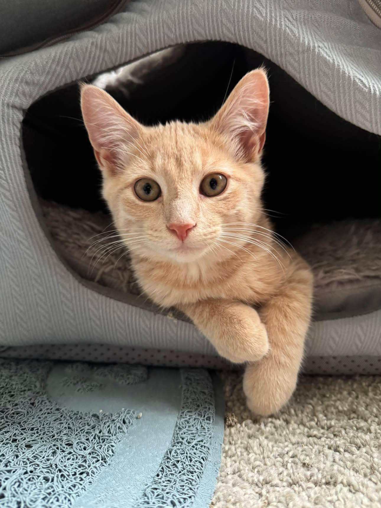 Bert, ADOPTABLE, Kitten Male Domestic Short Hair.