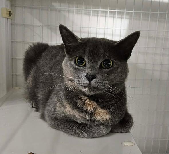 Enlarge Reiner and Singer BONDED PAIR, a ADOPTABLE Domestic Medium Hair in Claremont, NH image 2/2