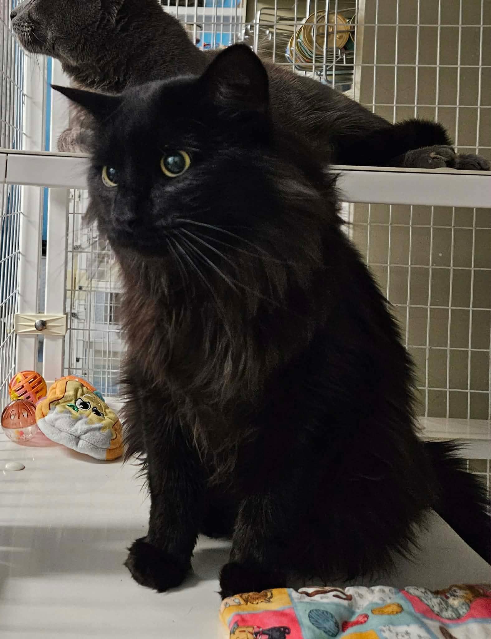 Reiner and Singer BONDED PAIR, ADOPTABLE, Adult Male Domestic Medium Hair.