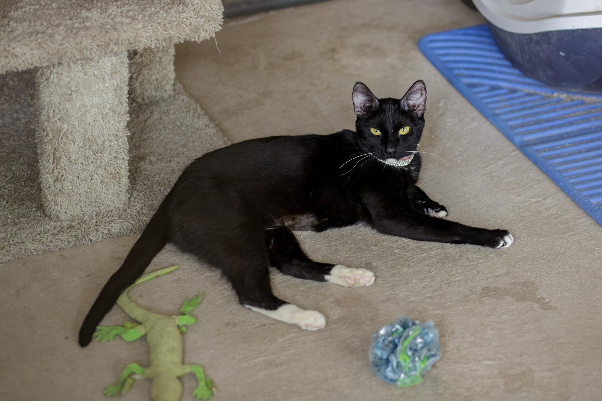 Posh Spice, Adoptable, Adult Female Domestic Short Hair.