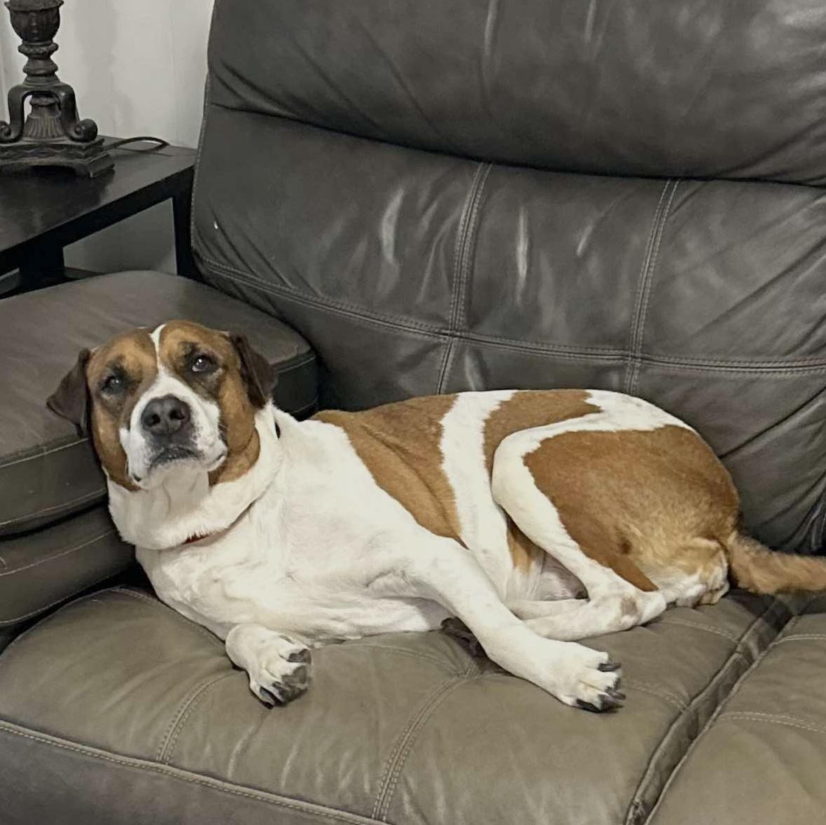 Enlarge Paula, a Adoptable mixed breed in Fort Lupton, CO image 4/6