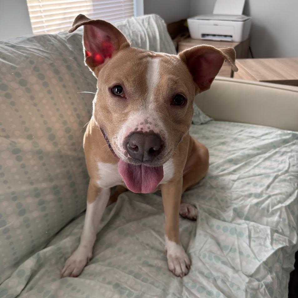 Zoey, Adoptable, Young Female Mixed Breed.