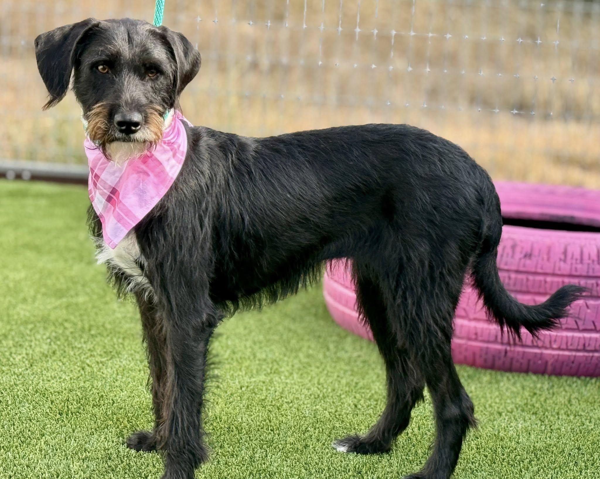 Juniper - pretty terrier girl