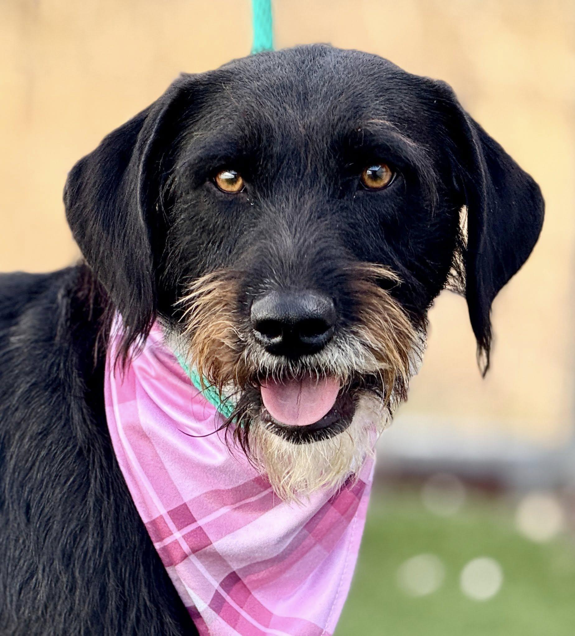 Juniper - pretty terrier girl