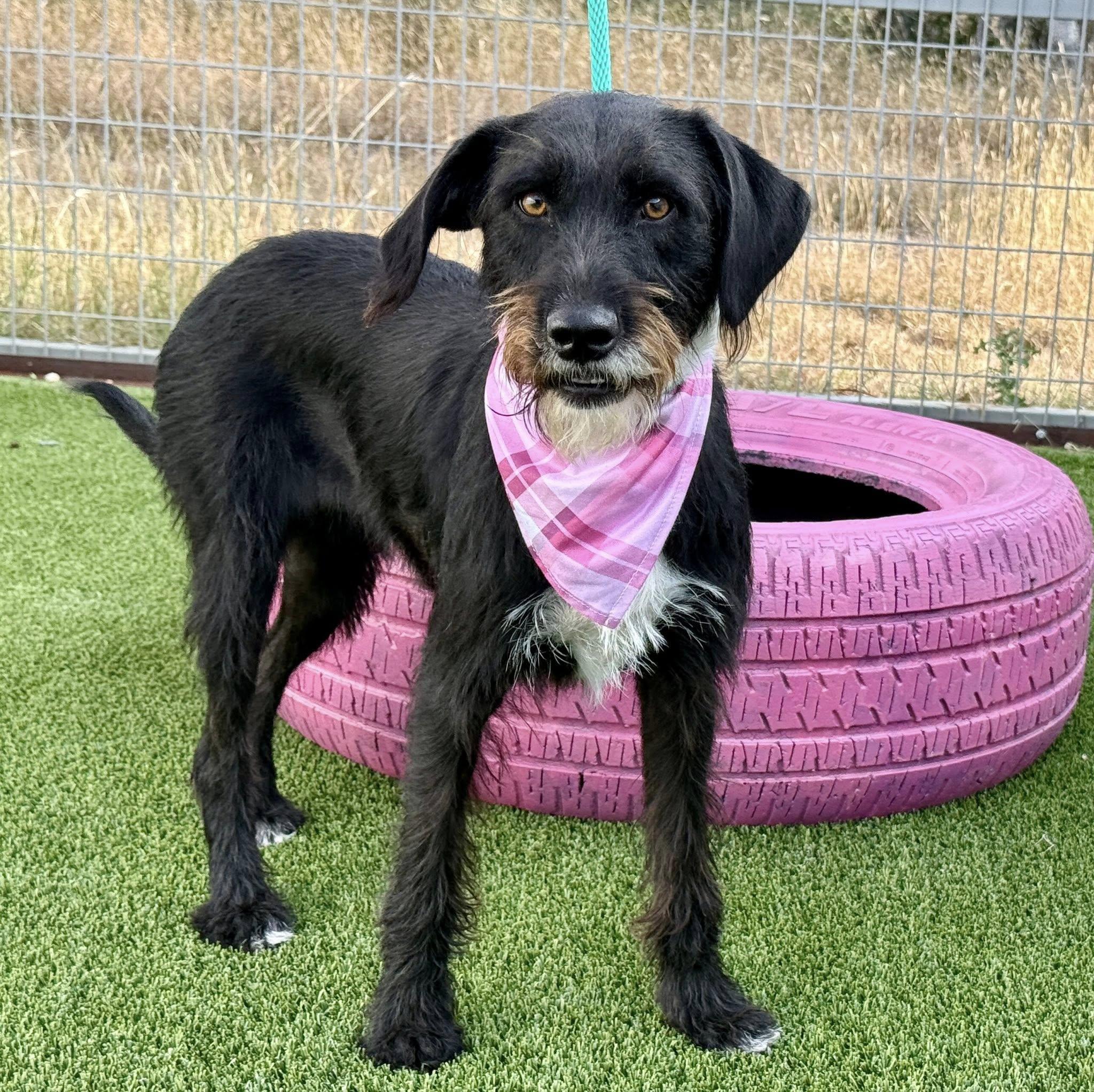 Juniper - pretty terrier girl