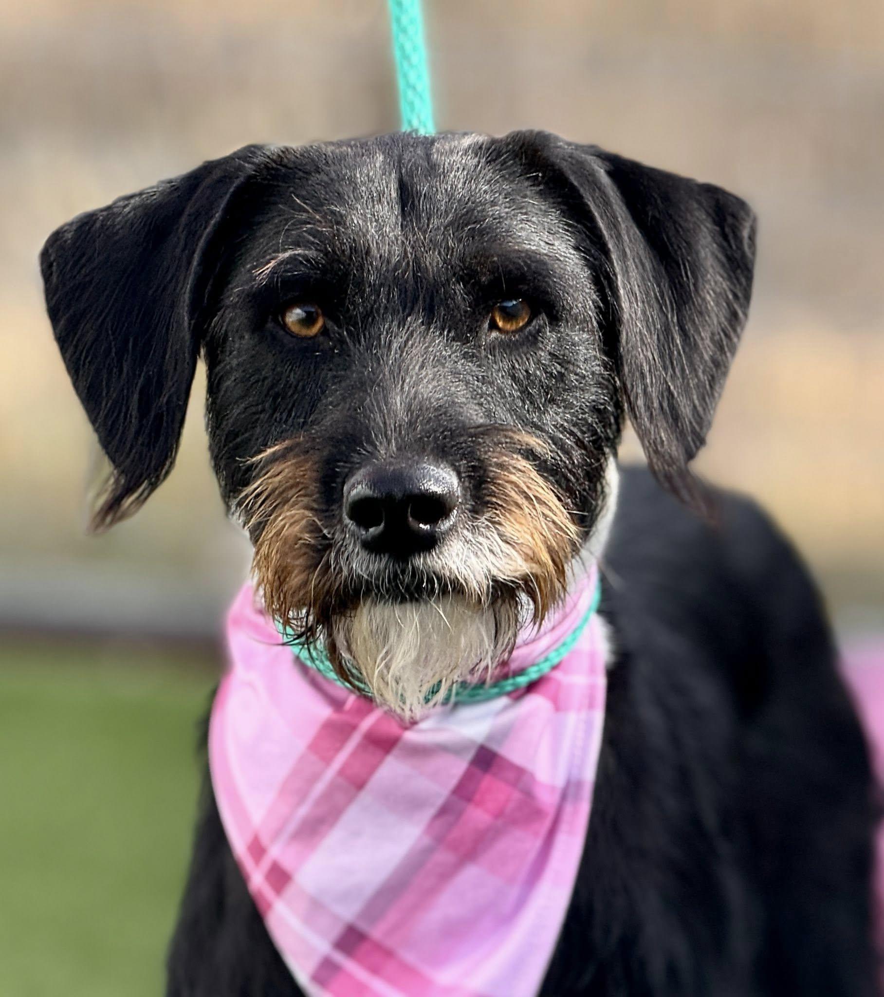 Juniper - pretty terrier girl