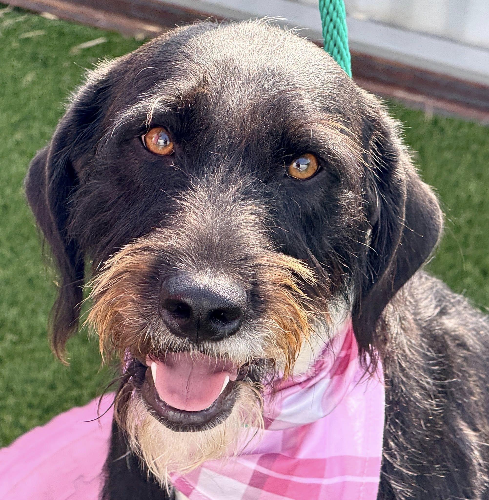 Juniper - pretty terrier girl