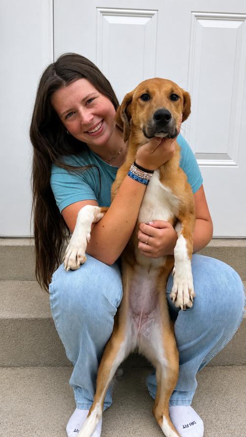 Ayla, Adoptable, Young Female Great Pyrenees.