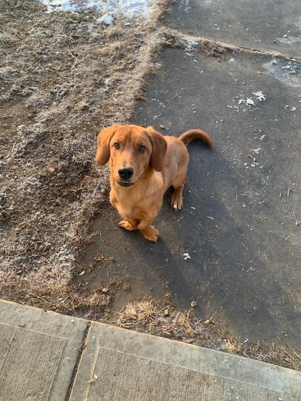 Danny, Adoptable, Adult Male Dachshund & Basset Hound.