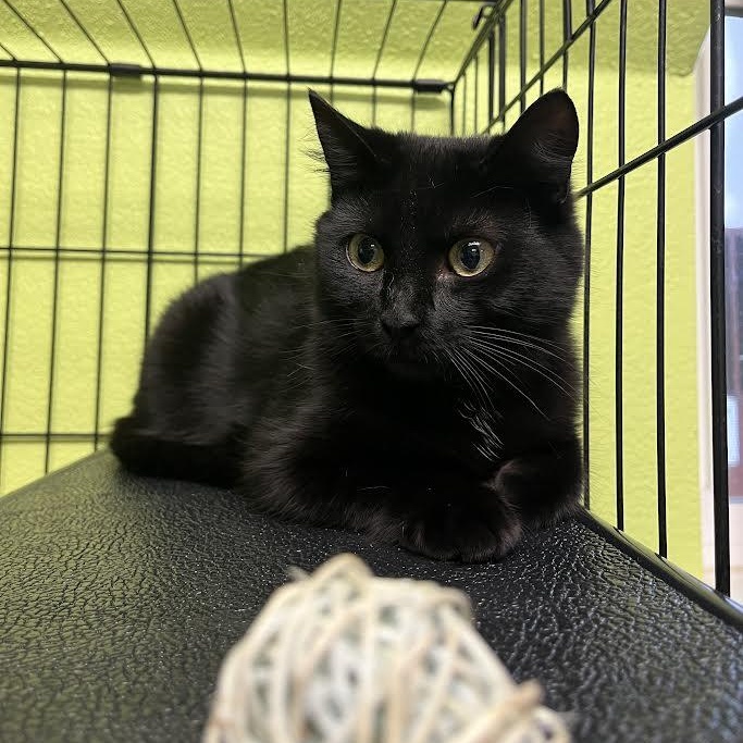 Enlarge Molly , a ADOPTABLE Domestic Short Hair in Jackson, CA image 1/1