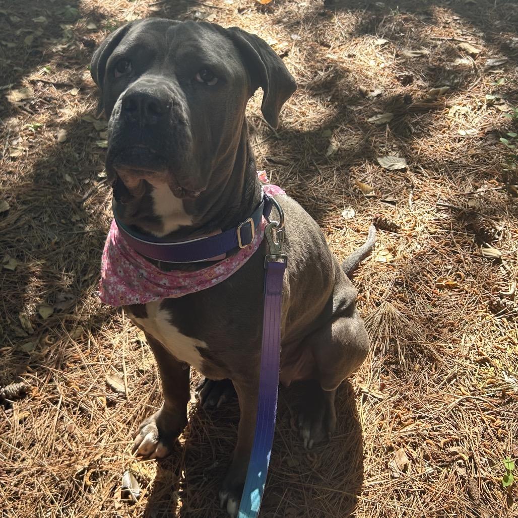 Freyja, a Adoptable Cane Corso in manchester, PA image 1/6