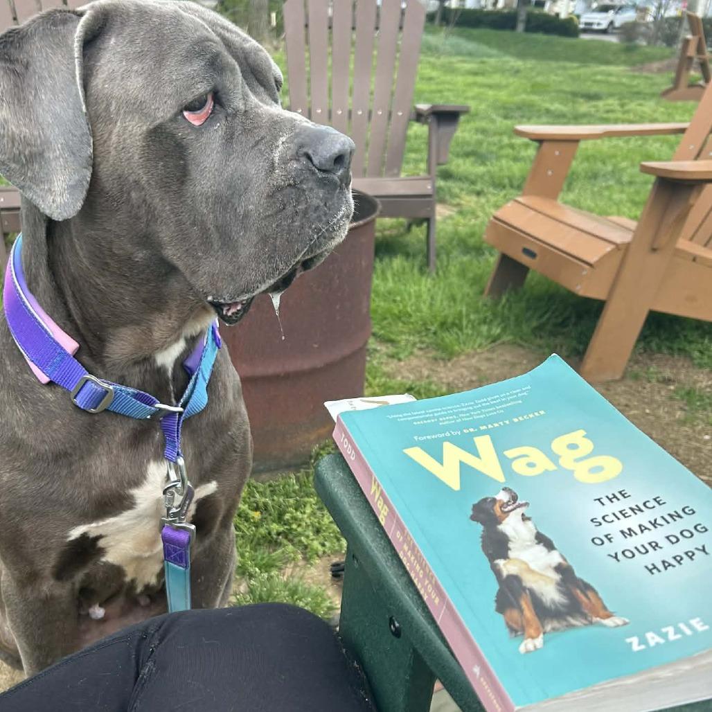 Freyja, a Adoptable Cane Corso in manchester, PA image 2/6