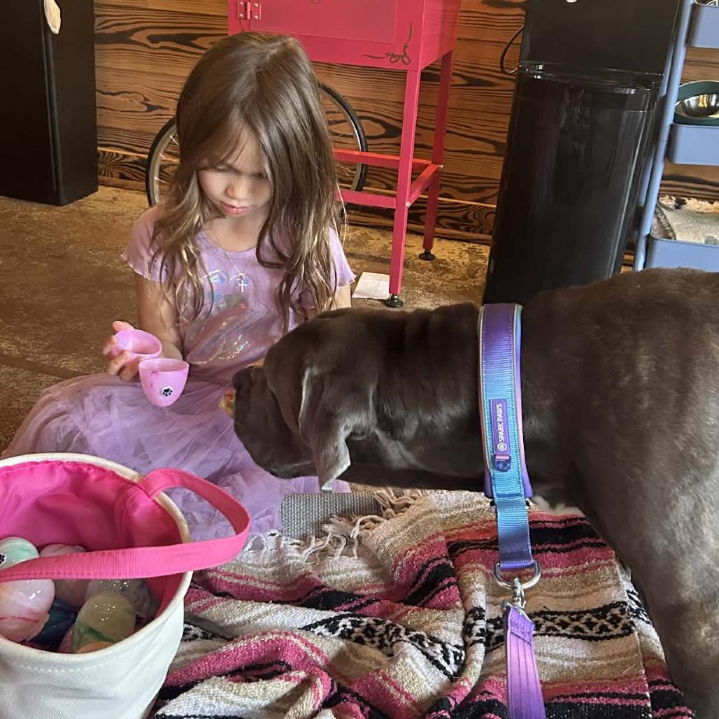 Freyja, a Adoptable Cane Corso in manchester, PA image 3/6