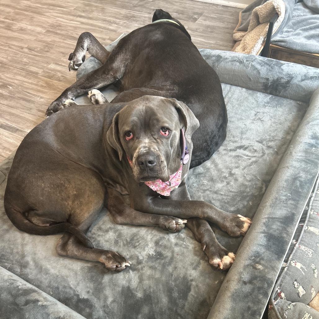 Freyja, a Adoptable Cane Corso in manchester, PA image 4/6