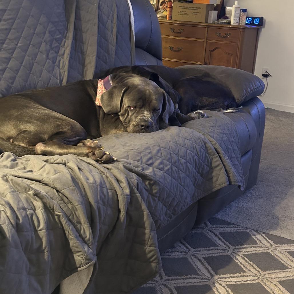 Freyja, a Adoptable Cane Corso in manchester, PA image 5/6