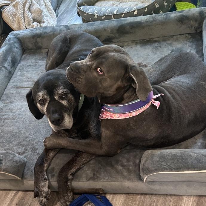 Enlarge Freyja, a Adoptable Cane Corso in manchester, PA image 5/6