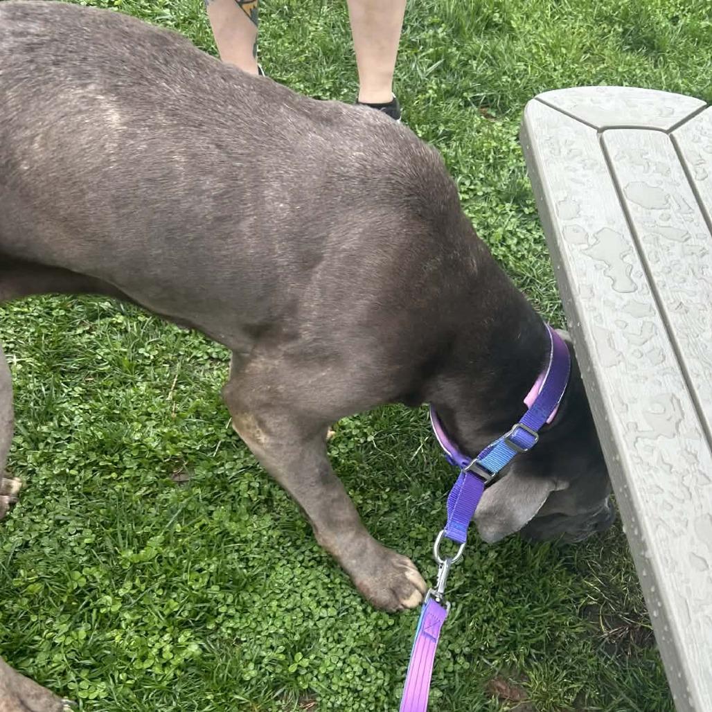 Freyja, a Adoptable Cane Corso in manchester, PA image 6/6