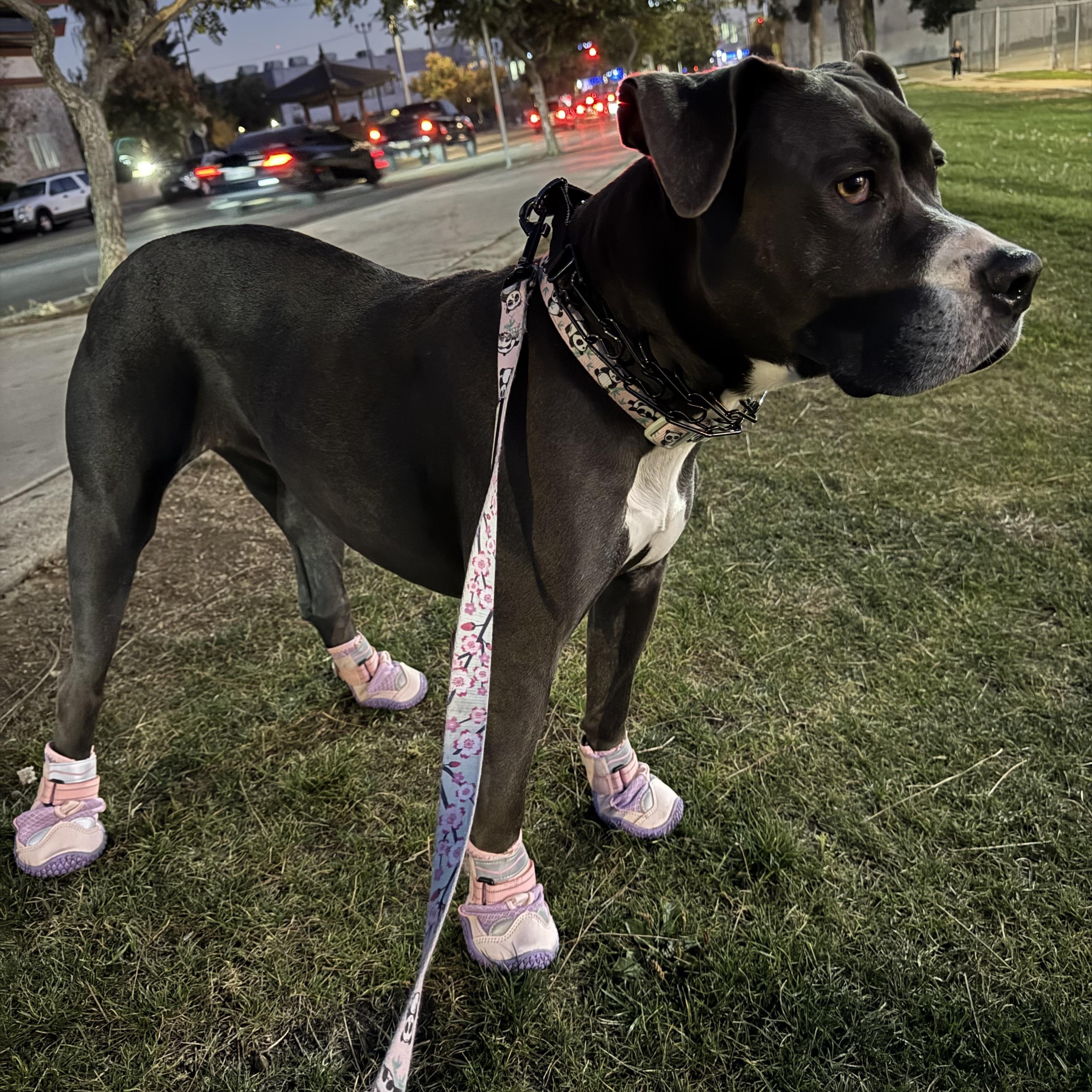 Nala
