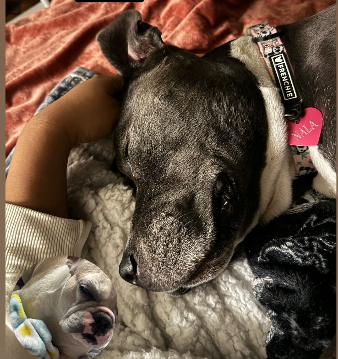 Nala