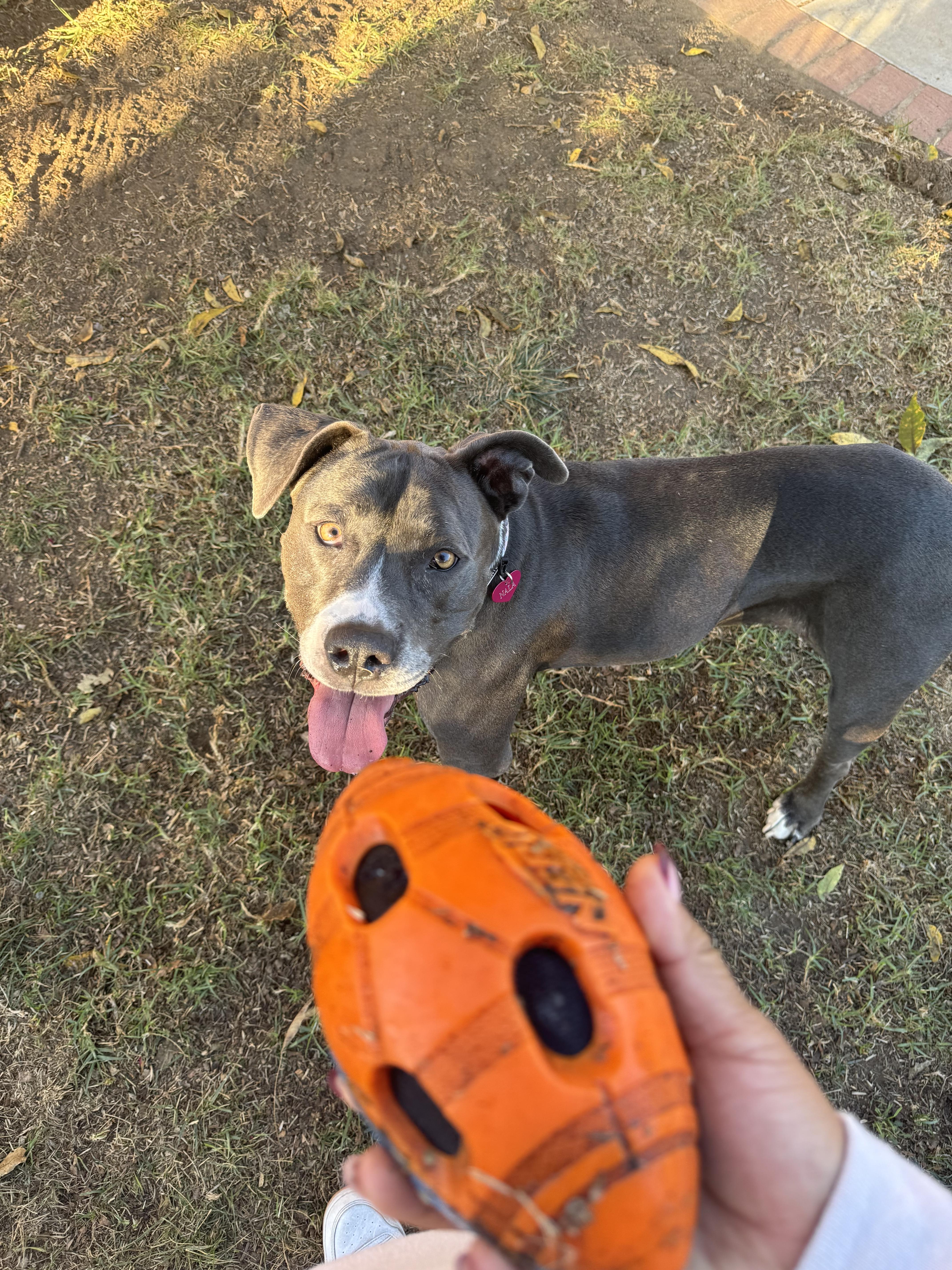 Nala
