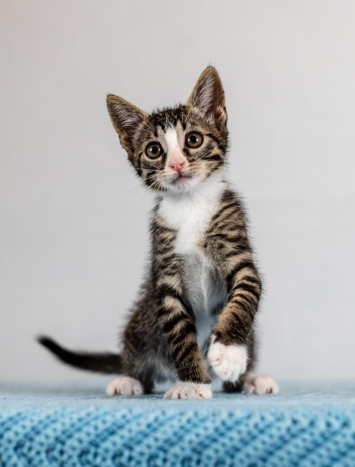 Sweet Little Kitten Man Lenny for Adoption! Tabby Cat