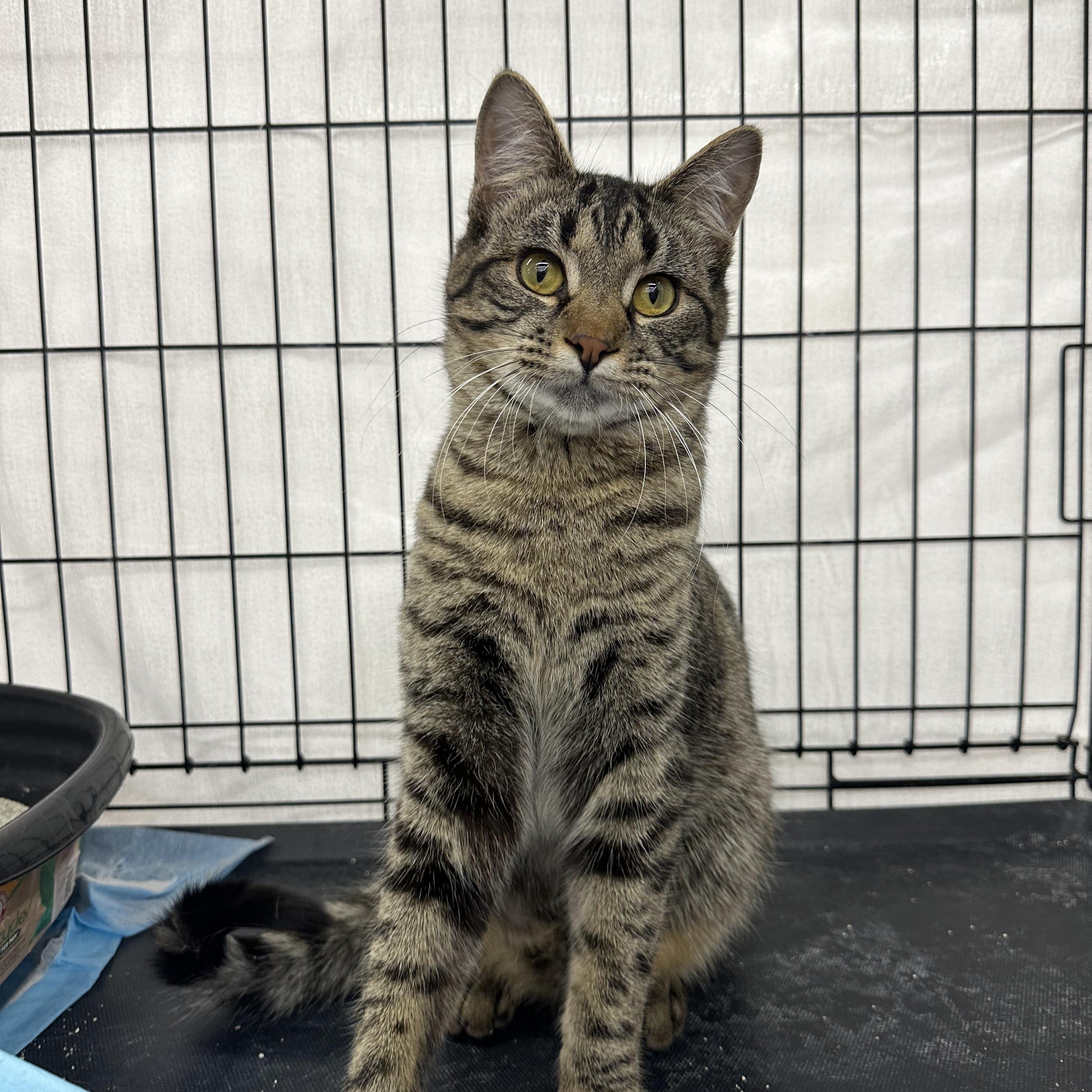 Stetson, an adoptable Domestic Short Hair in Missoula, MT, 59804 | Photo Image 1