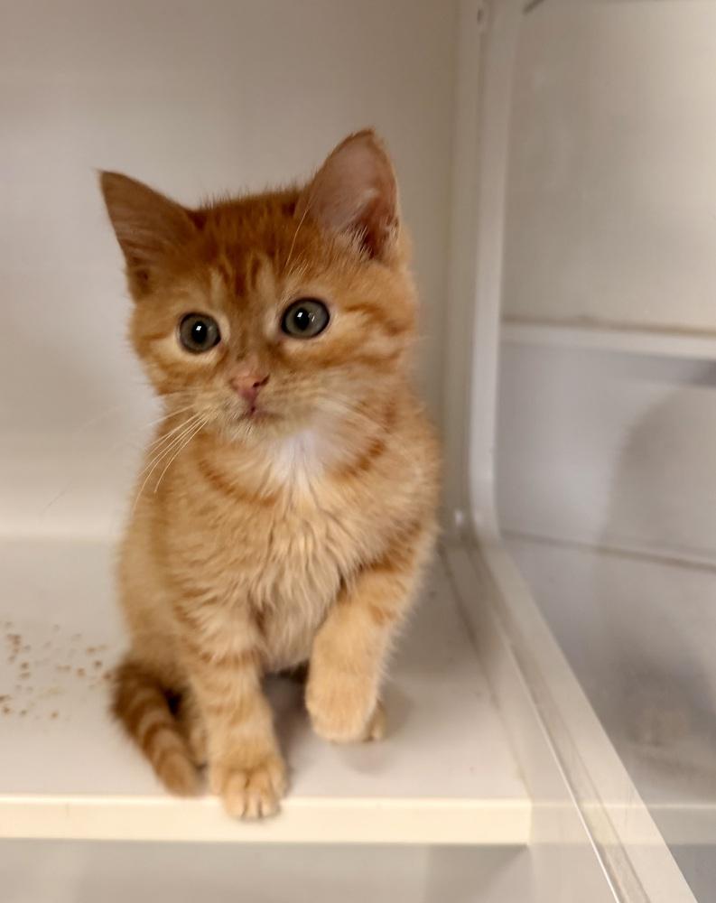 **Cat Cafe** Pluto, a Adoptable Domestic Short Hair in Topeka, KS image 1/3